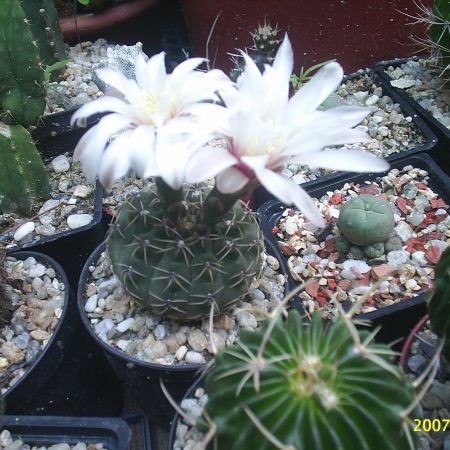 cactusi